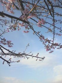 2012.03.14.sakura.jpg