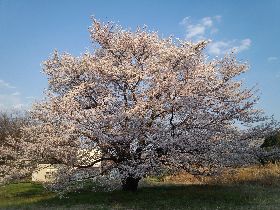 2012.04.10.桜.jpg