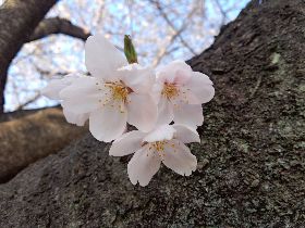 2012.04.10.桜2.jpg