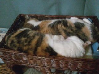 2013.05.28.ねこ.jpg